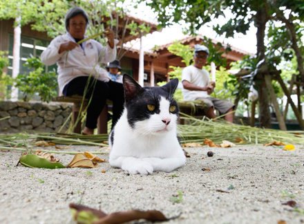 Chapter2-2 みんな気になる | 沖縄県竹富島 – P.029｜Area Magazine