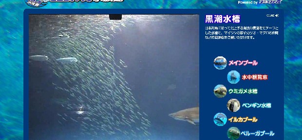 もうサボれない！名古屋港水族館のマイワシがピンチ