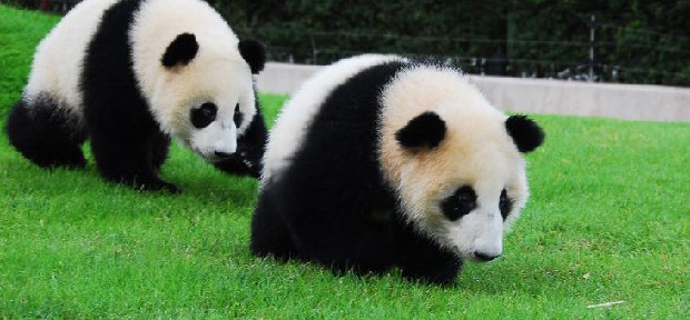 日本一のパンダ王国、和歌山に誕生！パンダを間近に感じる「PANDA LOVE」