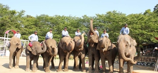 千葉の真ん中で、 ぞうの背中に乗れる！ 「市原ぞうの国」