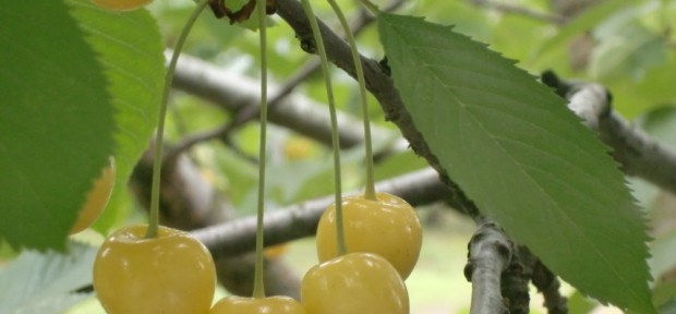 今日のおやつ： 山形の黄色いさくらんぼ 「月山錦」