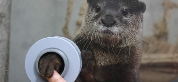 カワウソがふにゃっとした手で握手会！神奈川県三浦市の「京急油壺マリンパーク」