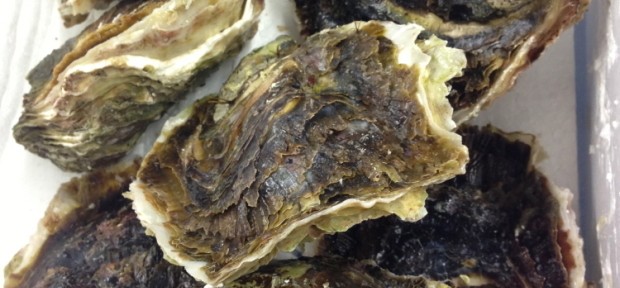 熊本県の天草で採れた、 福島水産のでっかい岩牡蠣！  お取り寄せもおすすめ