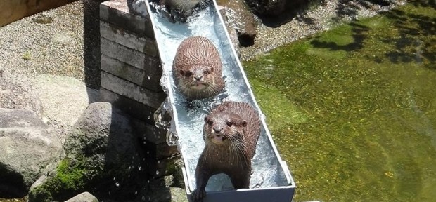 千葉・市川市動植物園の 「流しカワウソ」が カワイイし涼しいしで最高です