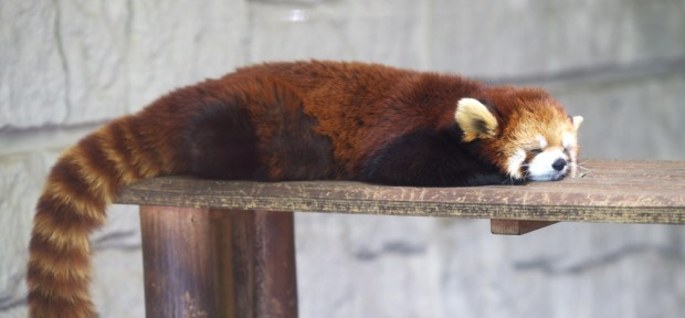 北海道の旭山動物園で 「夜の動物園」開催！Ustreamで 夜の動物を覗いちゃおう