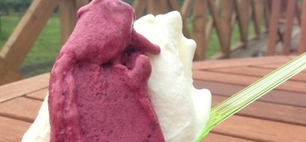 今日のおやつ： 農園の採れたてブルーベリーで作る 千歳の行列ジェラテリア 「ミルティーロ」