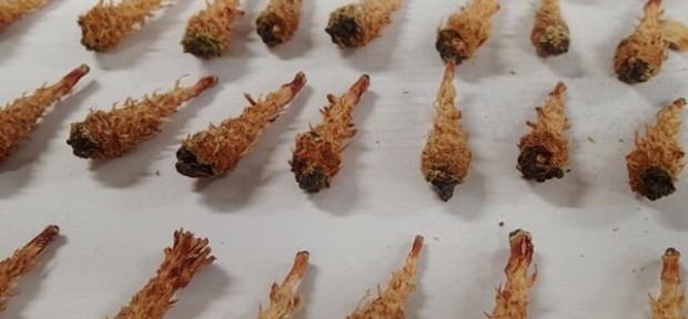 姉さん事件です！ 秩父の「埼玉県立自然の博物館」に 大量のエビフライが 落下している事案が発生