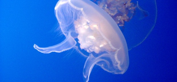 世界一の展示種数！ 山形にあるクラゲの楽園 「クラネタリウム」こと 「鶴岡市立加茂水族館」