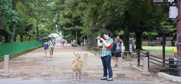 奈良県では 鹿も信号を守るってホント？