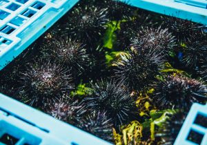 旬は 夏 北海道積丹半島のウニ 評判のおいしさの裏にある 漁師たちの仕事とは Colocal コロカル ローカルを学ぶ 暮らす 旅する