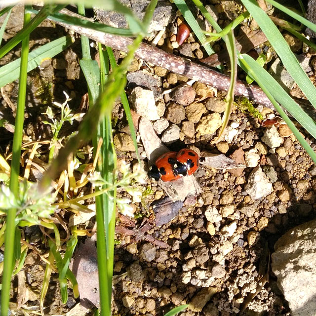 テントウムシのカップル