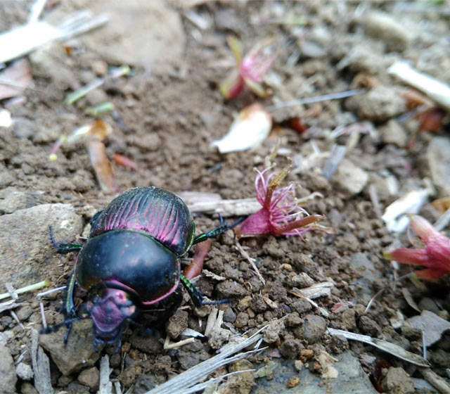 土に這いつくばって作業をしていると、そこに多くの命があることを実感