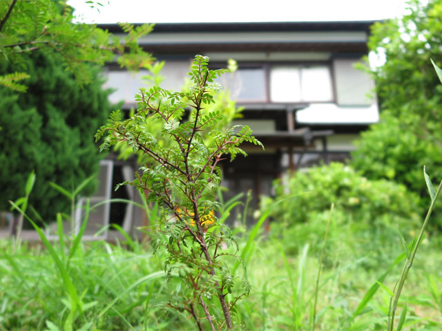 タケノコといえば山椒。農園の奥の森に生えていたのを自宅の庭に植え替えました。