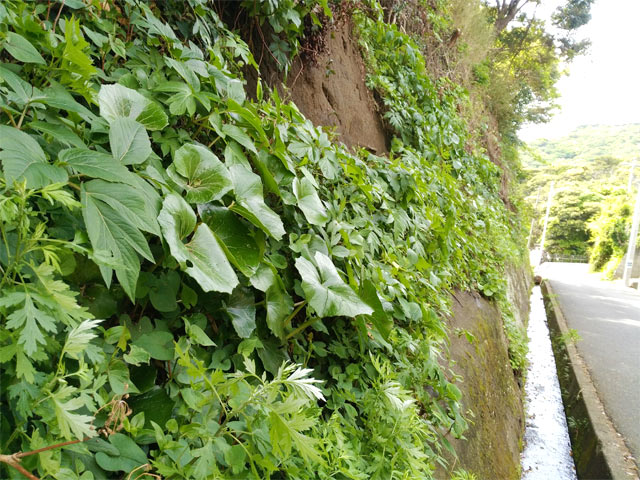 自宅近くの道ばたにある食べられる野草