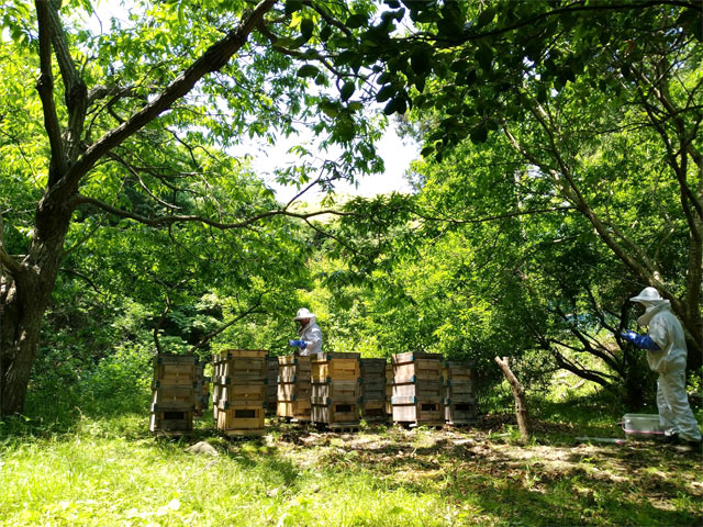 数万匹のミツバチが暮らす巣箱