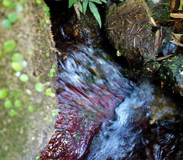 下田の山の湧き水