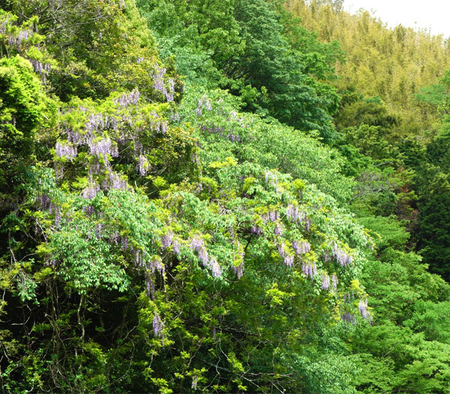 野生の藤が山のあちらこちらで咲いています