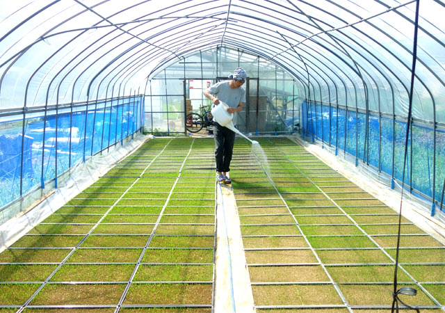 ハウスにお邪魔して苗の水やりの手伝いをしました。この小さい苗が稲となり、わが家の米になる