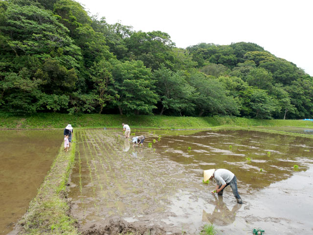 田植えの風景