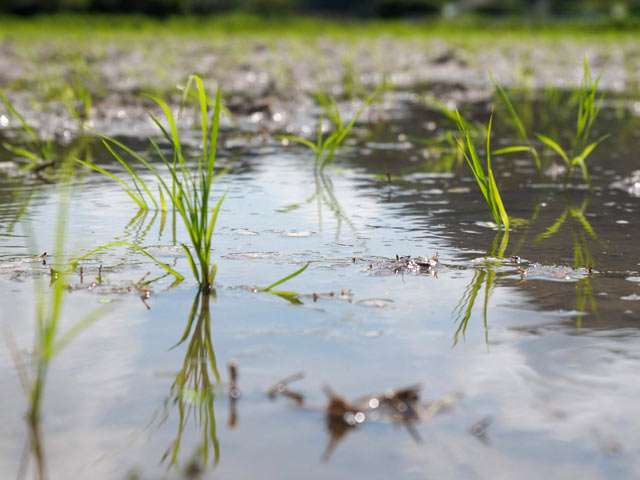 田植え中の苗の写真