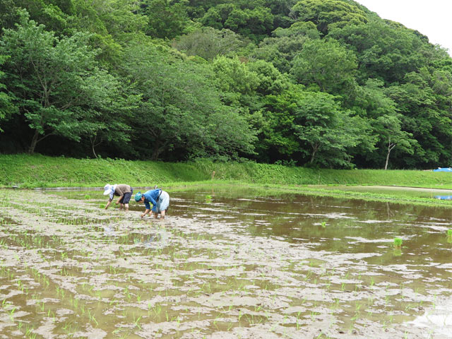 奥さまたちが実に手際よく、植える、植える、植える