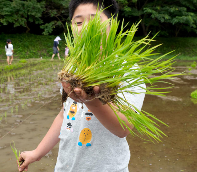 苗の束を手にもつ