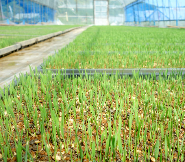 前年の稲刈りのときに種用に選び保管しておいた稲（種籾）を発芽させて苗を育てます。