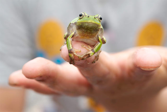田んぼにいたカエル