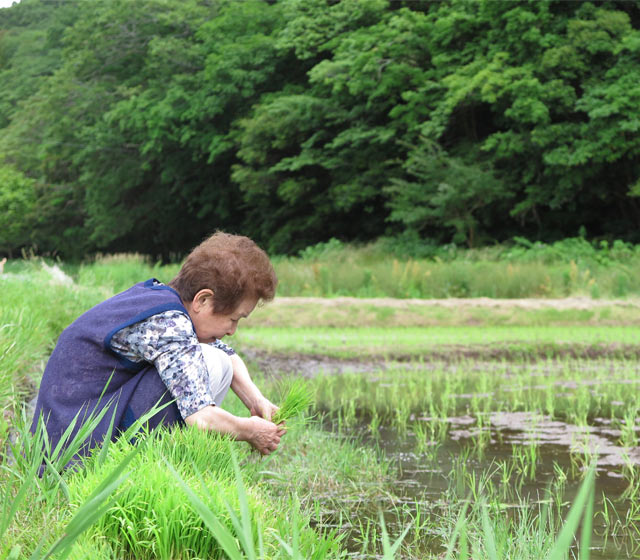 田植え後の田んぼを眺めるわが母