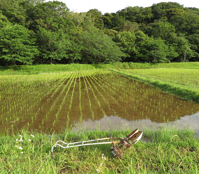 手前にある道具が中耕除草機（通称「田車」）。田んぼの除草します