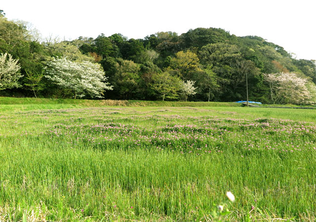 ４月はじめ、田んぼにレンゲの花が咲き森に桜が咲きました。美しい田園風景