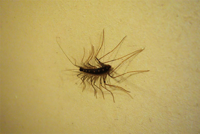 こちらゲジゲジさん