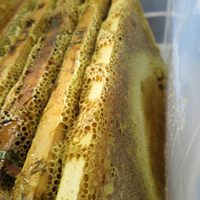 養蜂場から巣枠を持ってきた状態