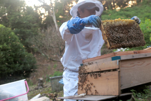 高橋養蜂の高橋鉄兵さん
