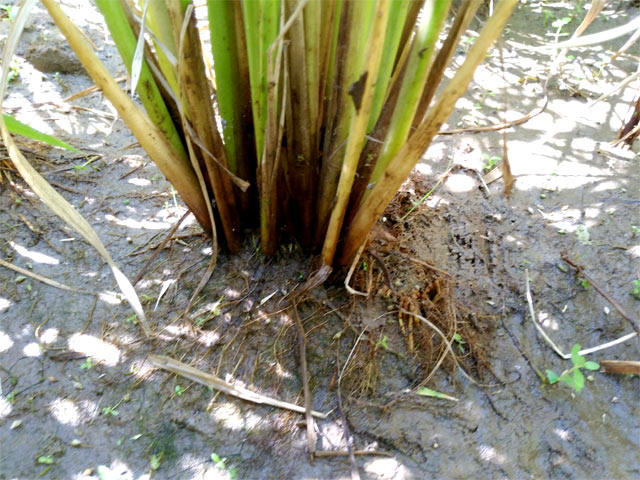 右側４分の１くらいがヒエ