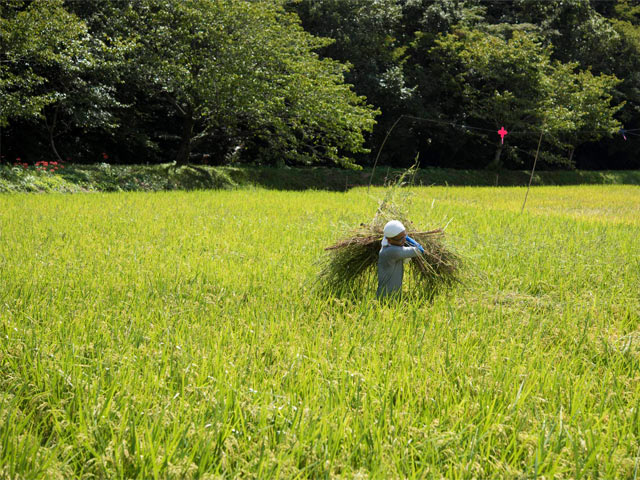 ヒエ刈りの様子