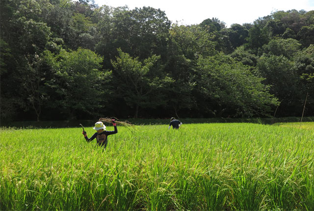 手伝いにきてくれた友人の娘さん
