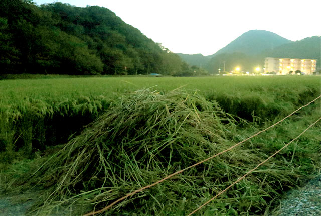 刈り取られ山積みになったヒエ