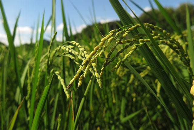 のびのび育った稲