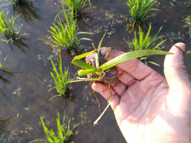 水中が大好きというコナギ