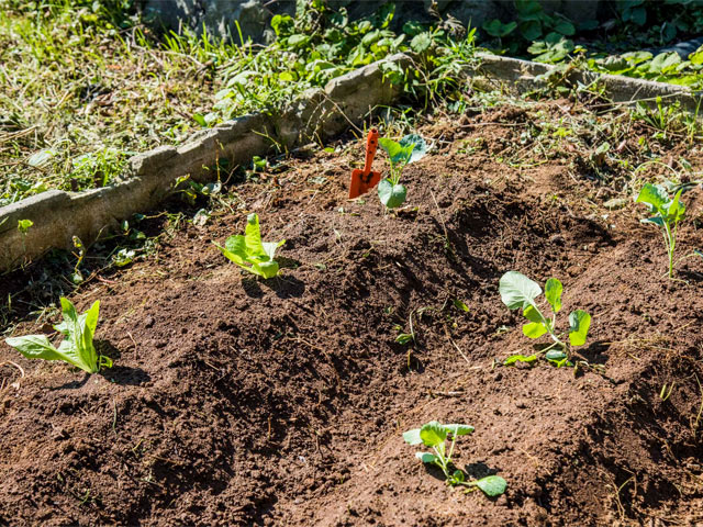 雑草が一掃された畑に植えられた苗