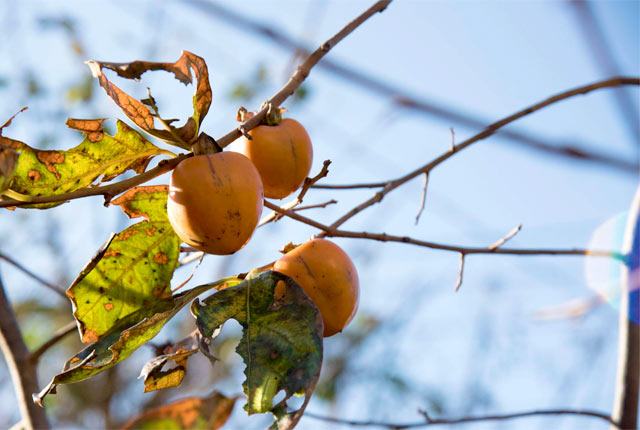 枯れ始めてしまった庭の柿