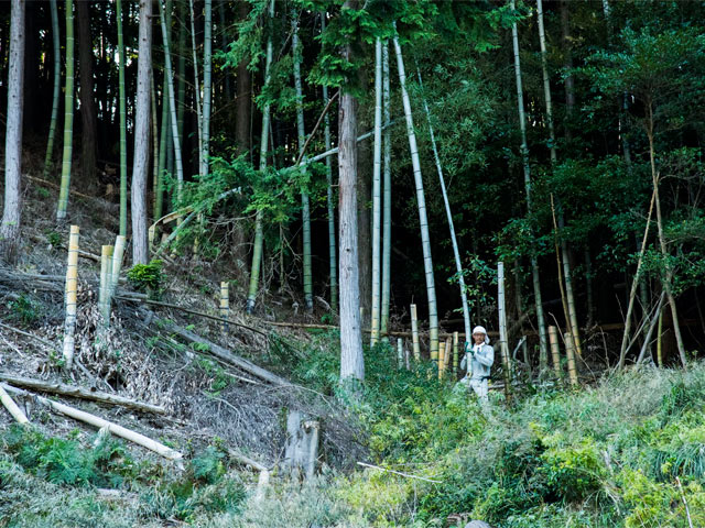 山で竹を伐採する夫