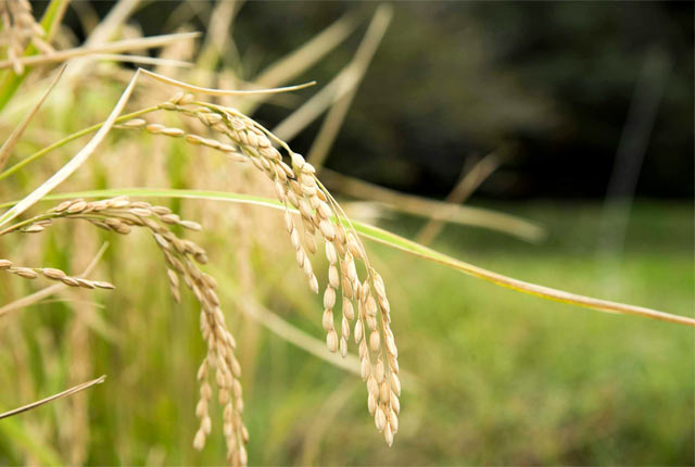 稲穂
