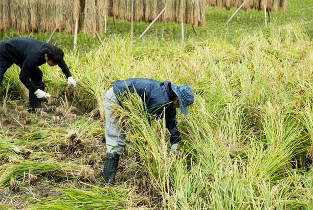 稲刈り開始
