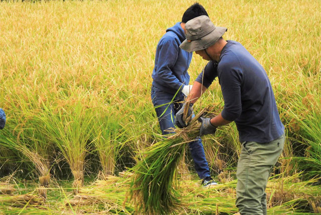 刈った稲を稲藁で束ねる