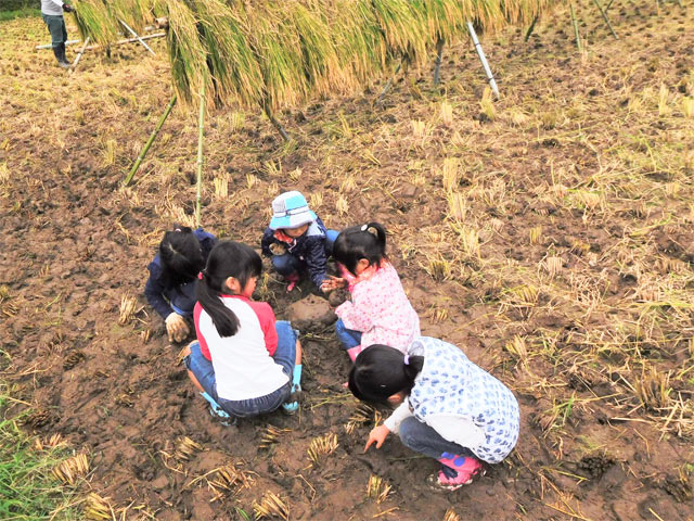 田んぼで泥んこ遊び中