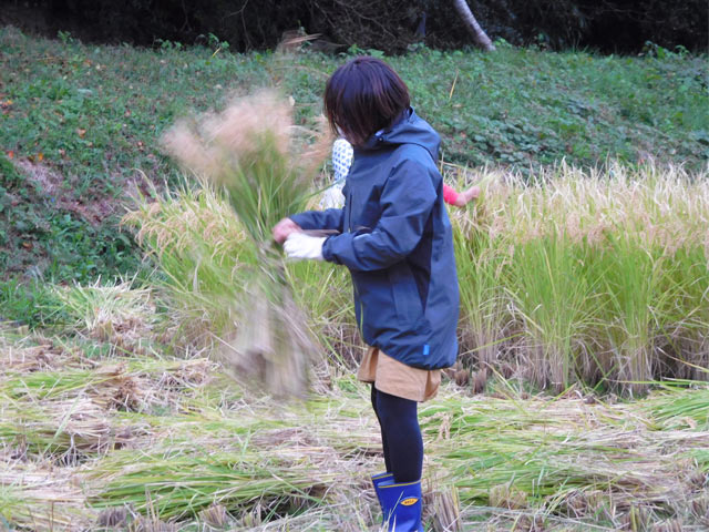 刈った稲をくるくるっと回して束ねる