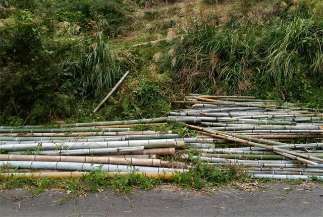 伐った竹を道路際まで下す