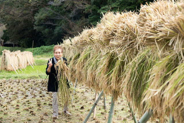 稲刈り当日には来られなかった夫のお母さんと翌日一緒に落ち穂拾いを